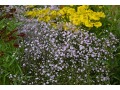 Gypsophila paniculata 