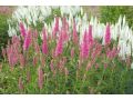 Veronica ( Pseudolysimachion ) longifolia 