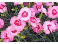 Dianthus 