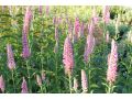 Veronica ( Pseudolysimachion ) spicata  ' Barcarolle ' - rozrazil