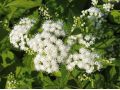 Eupatorium rugosum - sadec