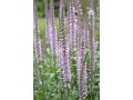 Veronica ( Pseudolysimachion ) longifolia 