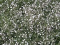 Gypsophila paniculata 