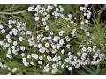 Gypsophila paniculata 