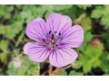 Geranium 