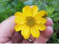 Coreopsis palmata - krásnoočko