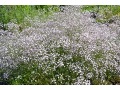 Gypsophila paniculata 