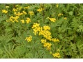 Tanacetum vulgare - vratič obecný