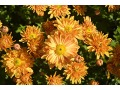 Chrysanthemum ( Dendranthema ) x indicum 