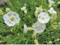 Silene maritima 