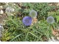 Echinops ritro ssp. ruthenicus 