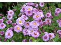 Chrysanthemum ( Dendranthema ) x indicum 