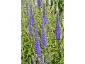 Veronica ( Pseudolysimachion ) longifolia 