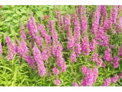 Lythrum salicaria 