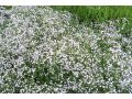 Gypsophila paniculata 