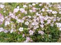 Gypsophila repens 