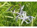 Amsonia 