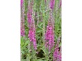 Veronica ( Pseudolysimachion ) spicata 