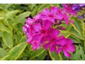 Phlox paniculata 