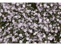 Gypsophila paniculata 