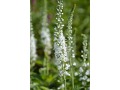 Veronica ( Pseudolysimachion ) spicata 