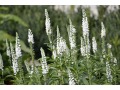 Veronica ( Pseudolysimachion ) spicata 