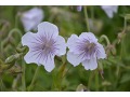 Geranium himalayense 