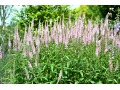 Veronica ( Pseudolysimachion ) longifolia 