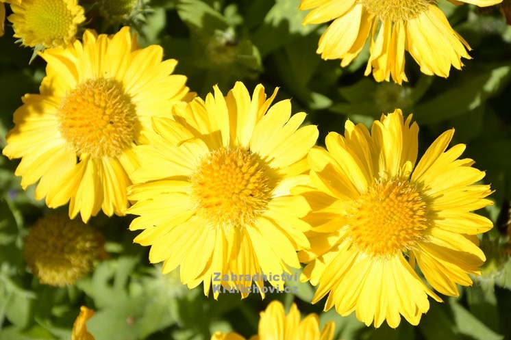 Gaillardia maxima hotsell aurea