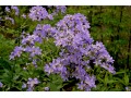 Campanula lactiflora  - zvonek bělokvětý