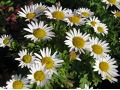 Chrysanthemum ( Dendranthema ) arcticum - arktická chryzantéma či kopretina