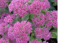 Sedum 