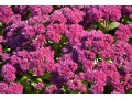 Sedum 
