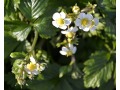 Fragaria moschata - jahodník truskavec