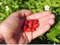 Fragaria vesca var. semperflorens 