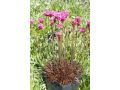 Armeria maritima 