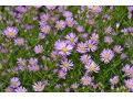 Aster pringlei 