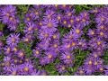 Aster novi - belgii 