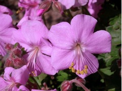 Geranium cantabrigiense 