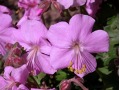 Geranium cantabrigiense 