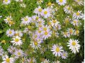 Kalimeris incisa ' Charlotte ' - japonská astra