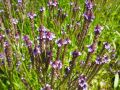 Verbena macdougalii  ' Lavender Spires ' - verbena, sporýš