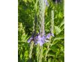 Verbena stricta - verbena, sporýš