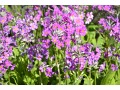 Primula beesiana - petrklíč, prvosenka patrovitá