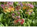 Primula bullesiana - petrklíč, prvosenka patrovitá