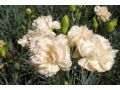 Dianthus 