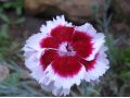 Dianthus 