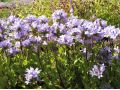 Campanula glomerata  