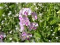 Lathyrus latifolius 