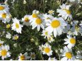 Anthemis carpatica ' Karpatenschnee ' -  rmen karpatský